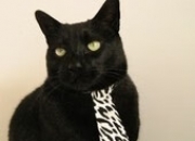 开云体育app-跨界巅峰对决，贝蒂斯在NBA总决赛式焦点战中上演惊天逆转利物浦