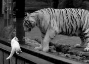 开云体育下载-2026世界杯之夜，阿尔瓦雷斯生涯巅峰之战