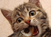 开云体育下载-当福克斯撕裂黑夜，爵士用窒息防守提前为雷霆写下终章