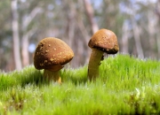 开云体育平台APP-当紫金铁壁遇上天山风暴，爱德华兹的淬火时刻