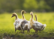 开云体育官网-稳者无疆！深圳队用教科书式的团队篮球，在抢七血战中击碎广东王朝