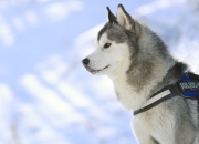 开云体育登录-奥运前奏的强音，日本力克皇家社会，富安健洋关键战展领袖风范