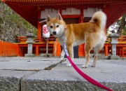 开云体育APP下载-中场心脏暴走！卡马文加全程高能输出，导演法国战车惊魂翻盘苏格兰