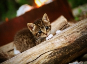 开云体育中国-牙买加风暴席卷威尔士，伊萨克一锤定音成英雄