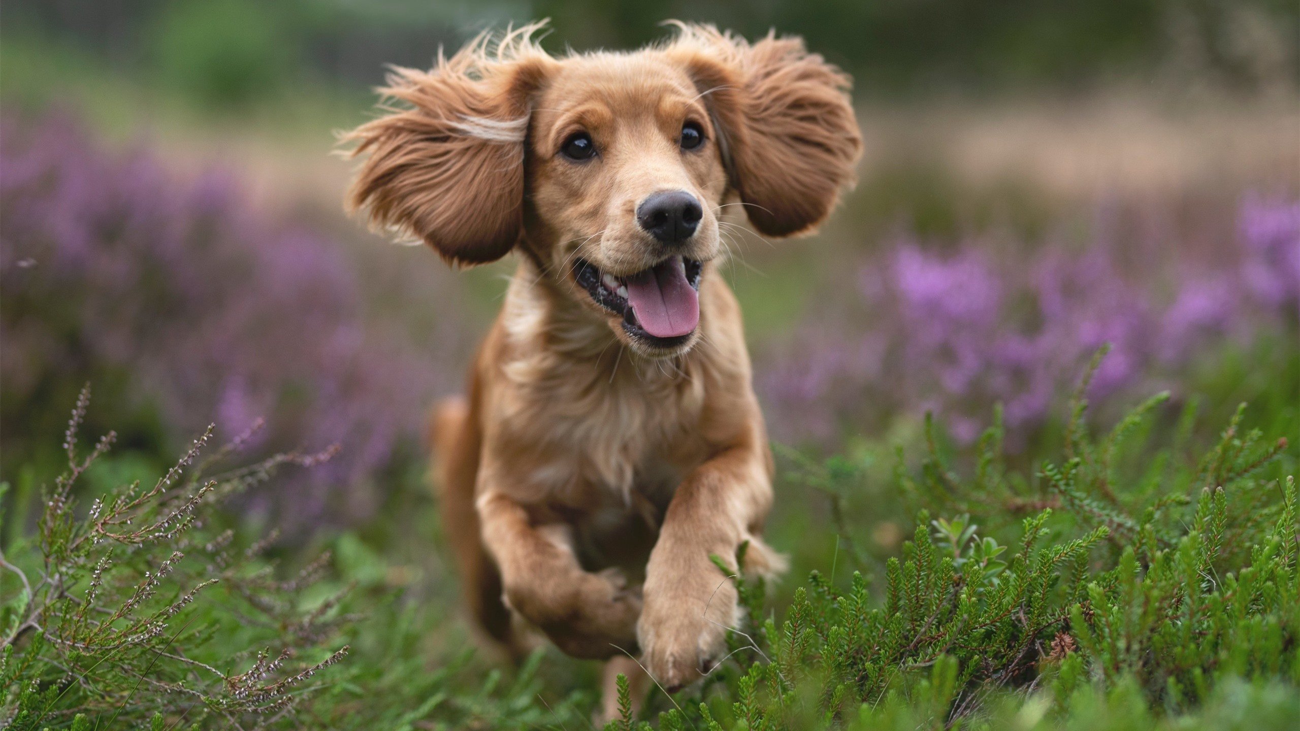 NBA季后赛焦点战，魔术队稳稳拿下广厦队，展现统治力晋级在望