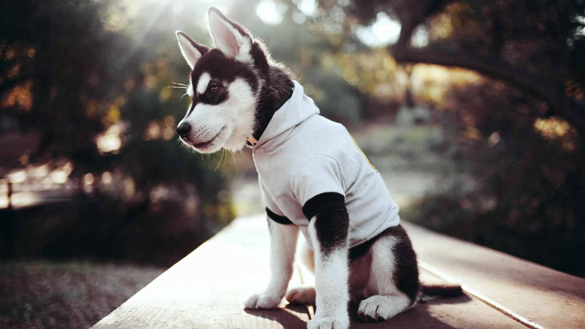 当克瓦拉闪耀NBA之夜,一位格鲁吉亚天才的跨界证明