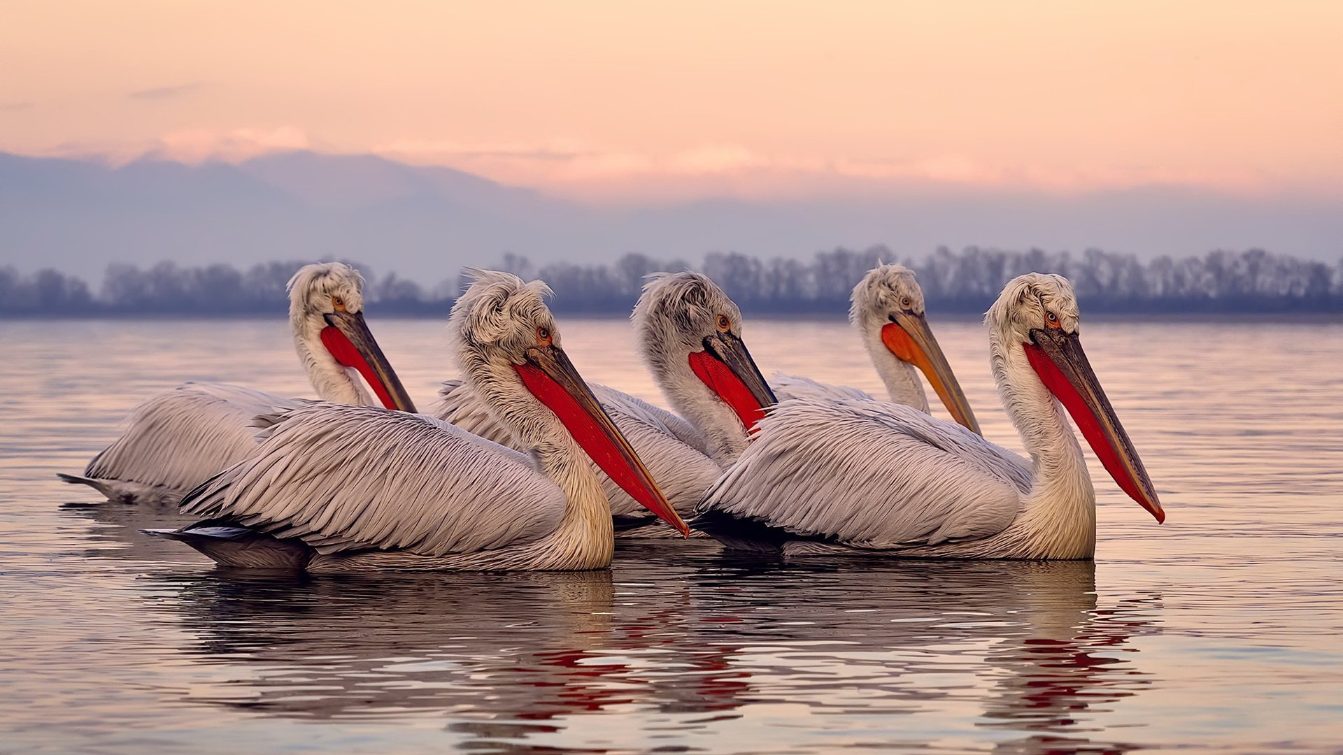 鹈鹕硬仗力克黄蜂，约基奇关键先生定乾坤