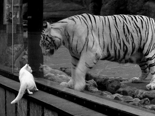 2026世界杯之夜，阿尔瓦雷斯生涯巅峰之战