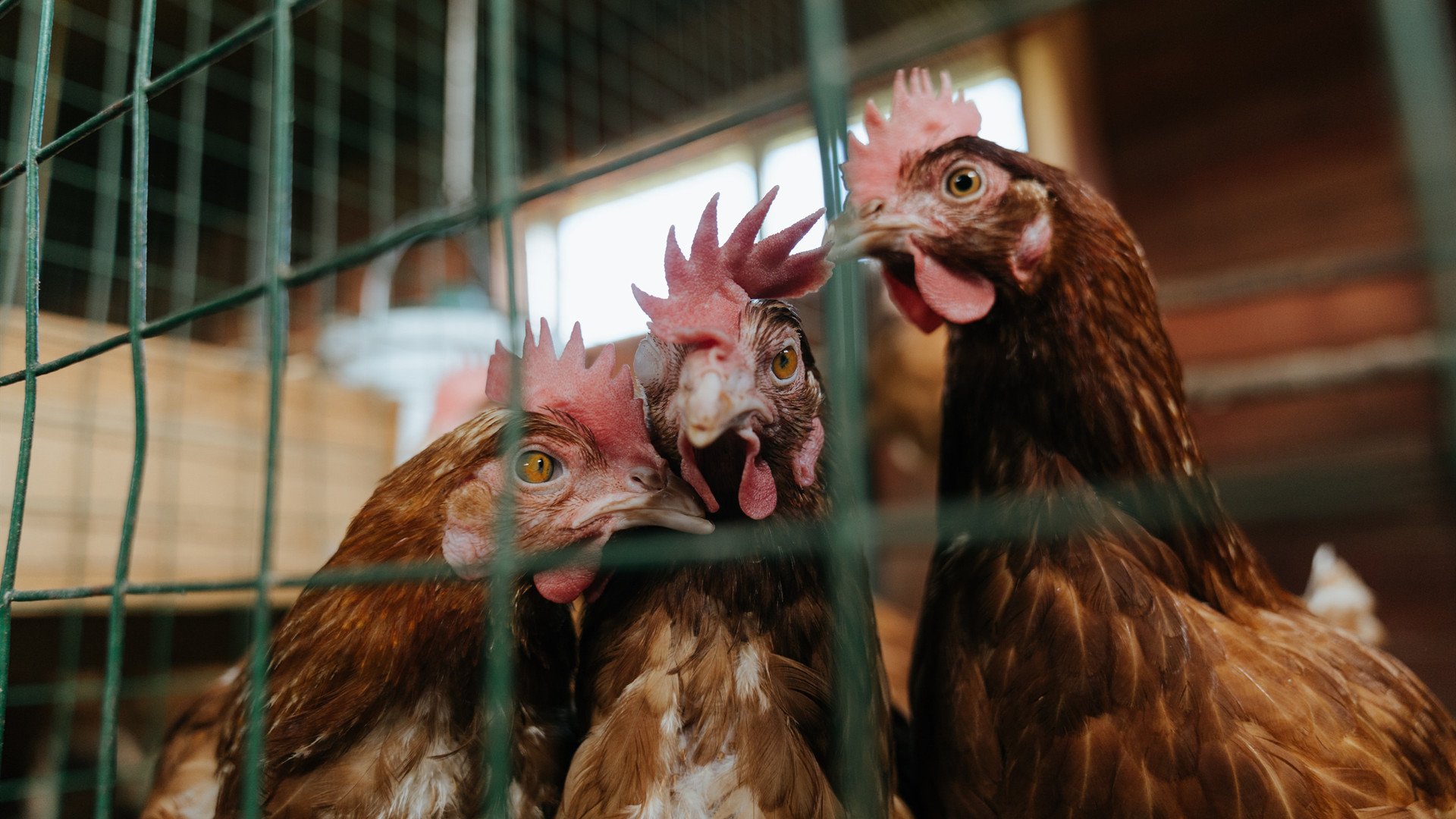 大黄蜂的夜，布鲁诺神级控场，多特残阵如何强势蛰服瑞士客场？