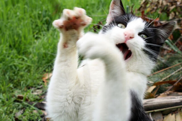 铁血与天赋的碰撞，瑞典如何依靠劳塔罗的致命一击终结巴西时代