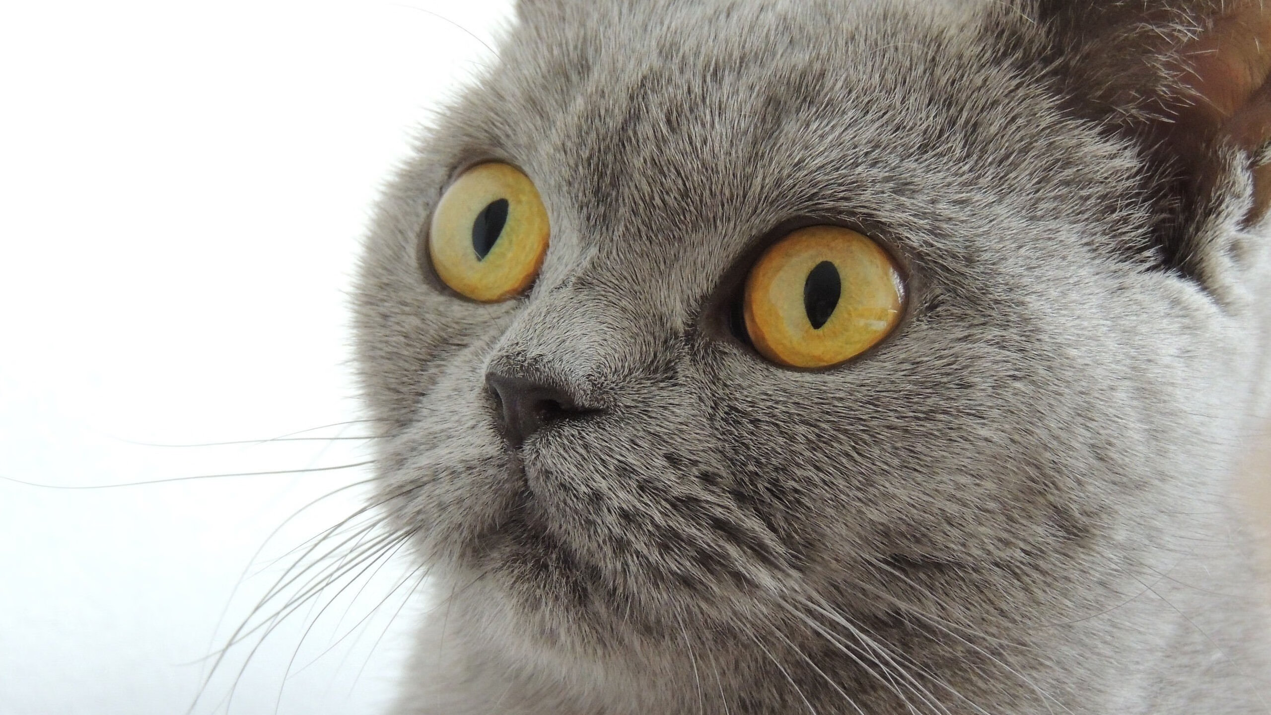 德罗赞关键球定乾坤，吉林队掀翻马刺展露冠军相