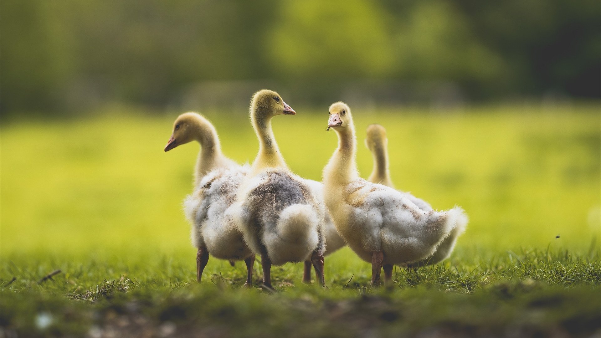 稳者无疆！深圳队用教科书式的团队篮球，在抢七血战中击碎广东王朝