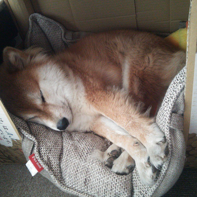 多特蒙德强势晋级沙特，罗德里戈化身关键先生点燃晋级之路