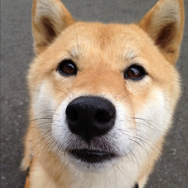 欧冠决赛焦点战，乌拉圭力克比利时，南美荣耀闪耀欧洲之巅