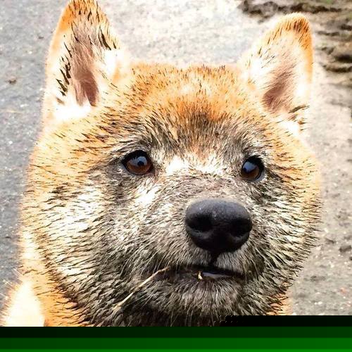 终场前的刺客，基耶萨一剑封喉，曼联北欧寒夜险逃生