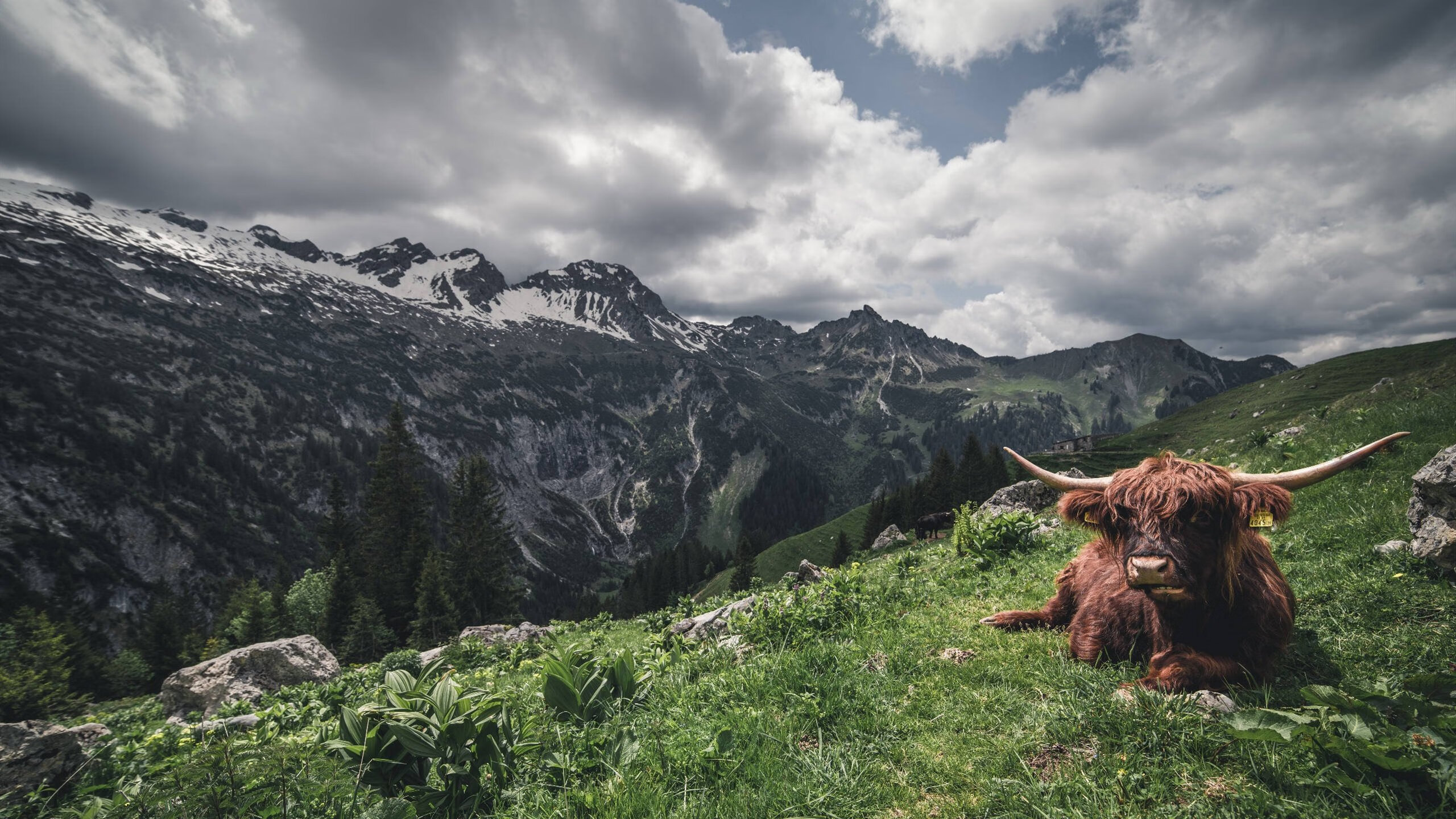 赛场法则作废！文班亚马破解深圳队，当战术板迎来降维打击