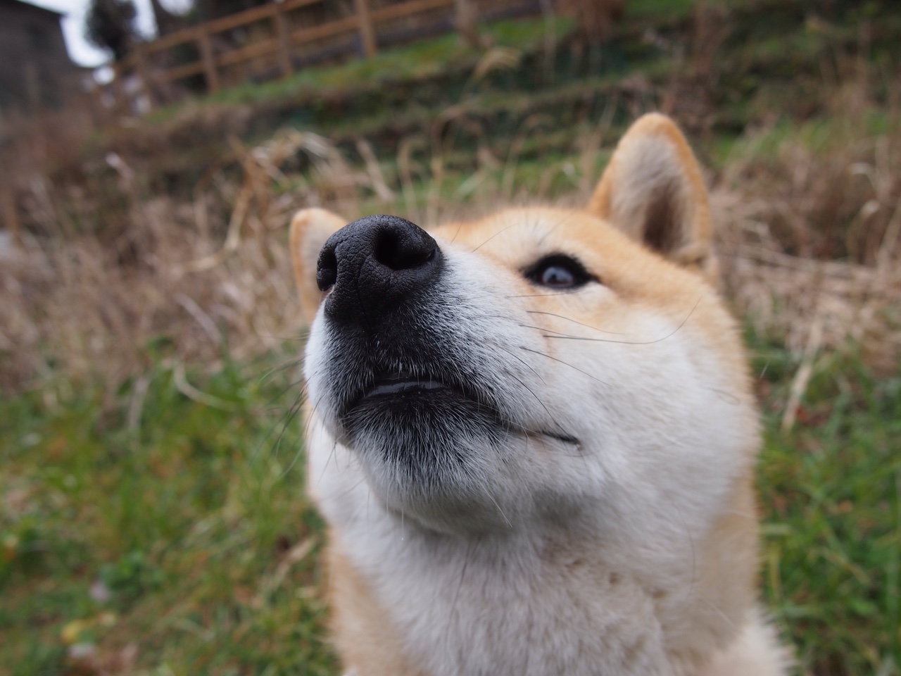 德甲争冠战之夜，那记跨越时空的射门