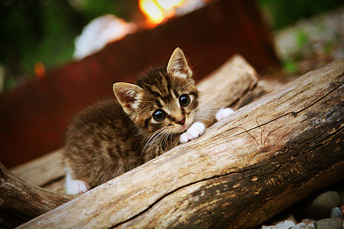 牙买加风暴席卷威尔士，伊萨克一锤定音成英雄